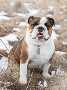 an english bulldog named Rambo